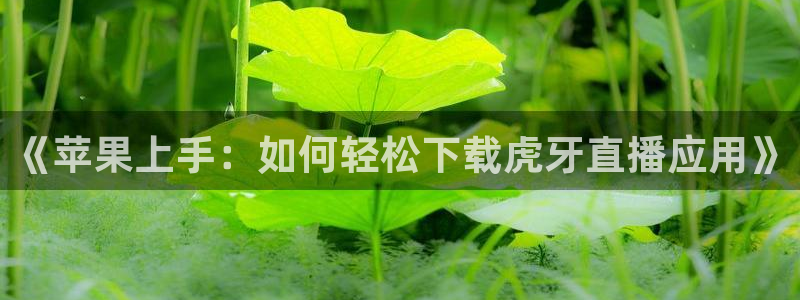 so米直播体育在线观看