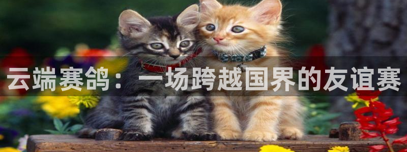 so米体育直播平台：云端赛鸽：一场跨越国界的友谊赛